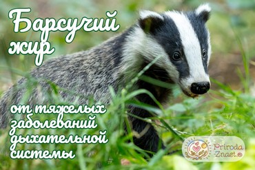 Барсук