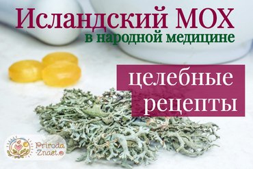 Исландский мох