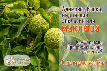 Адамово яблоко