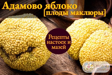 Плоды маклюры