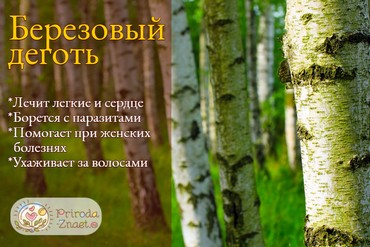 Береза