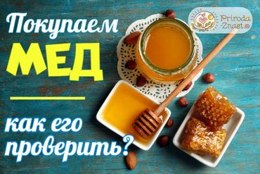 Покупаем мед