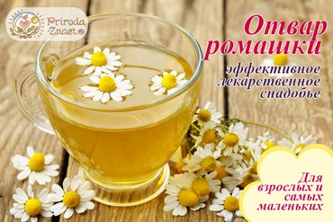 Отвар ромашки