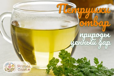 Польза и вред отвара петрушки