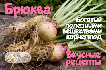 Полезные свойства брюквы