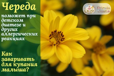 Череда для купания новорожденных