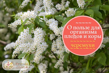 Черемуха обыкновенная