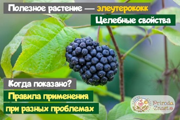 Элеутерококк – показания к применению