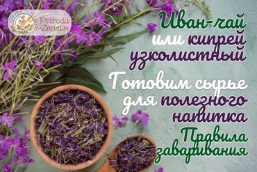 Иван чай или кипрей