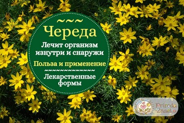 Череда – лечебные свойства и противопоказания