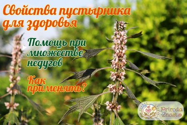Полезные свойства пустырника
