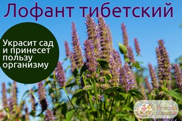 Лофант тибетский