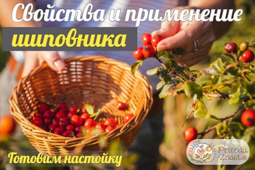 Настойка шиповника