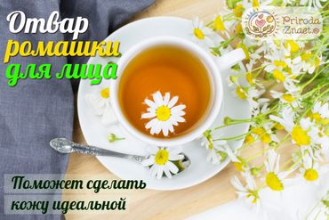 Отвар ромашки