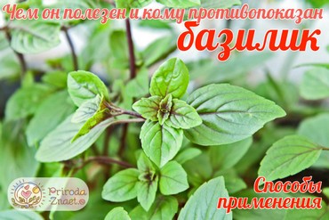 Полезные свойства базилика