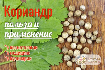 Полезные свойства и противопоказания кориандра