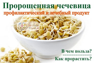 Пророщенная чечевица