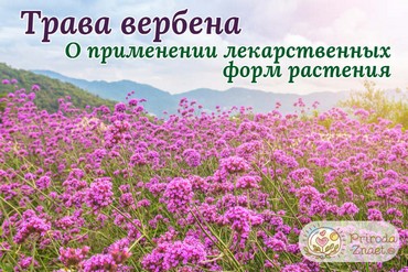 Вербена лекарственная