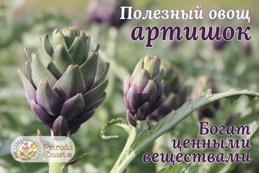 Полезные свойства артишока