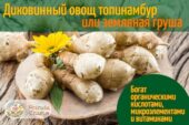 Топинамбур: польза и вред