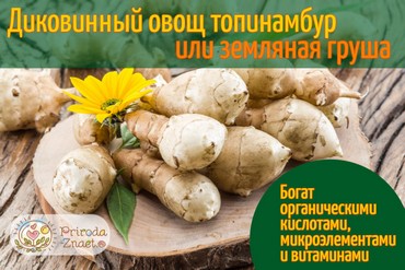 Топинамбур: польза и вред