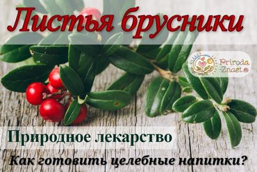 Брусничные листья