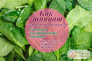 Чем полезен шпинат