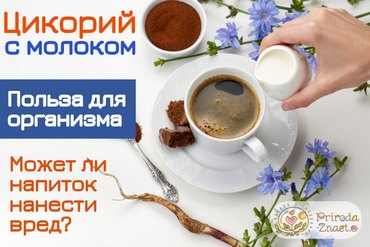 Цикорий с молоком