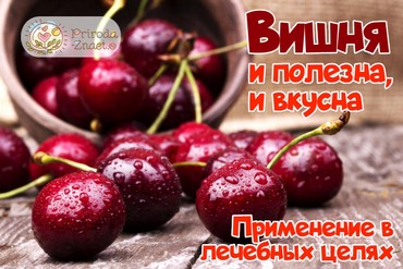 Полезные свойства вишни