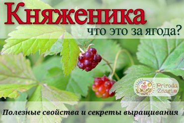 Арктическая малина