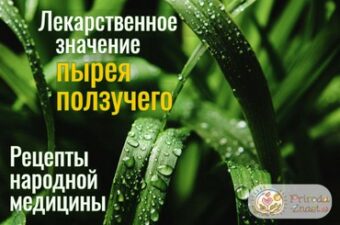 Пырей ползучий