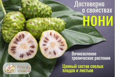 Растение нони