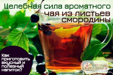 Чай из листьев смородины