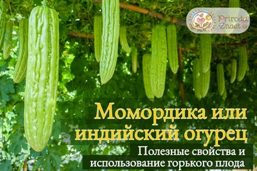 момордика