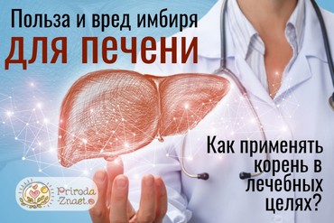 Действие имбиря на печень