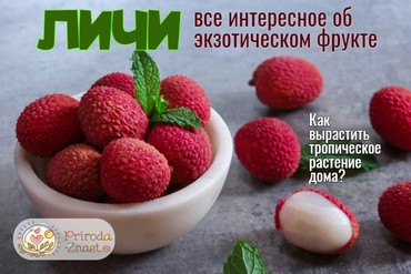 Личи