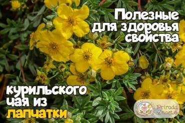 Лапчатка