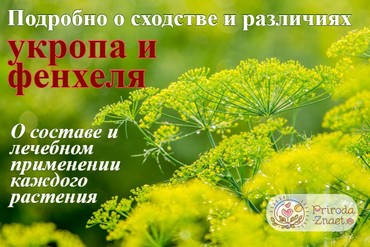 Фенхель и укроп: в чем разница