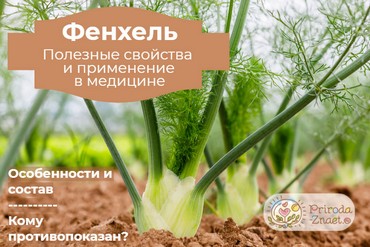 Фенхель