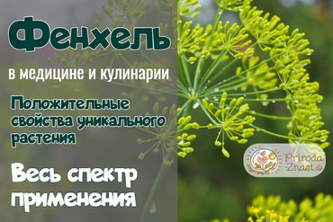 Плоды фенхеля