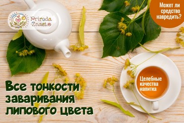 Как заваривать липу