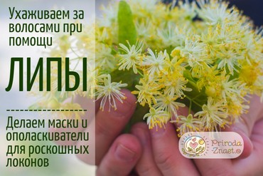 Польза и применение липы для волос