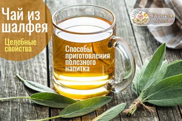 Можно ли пить шалфей как чай?