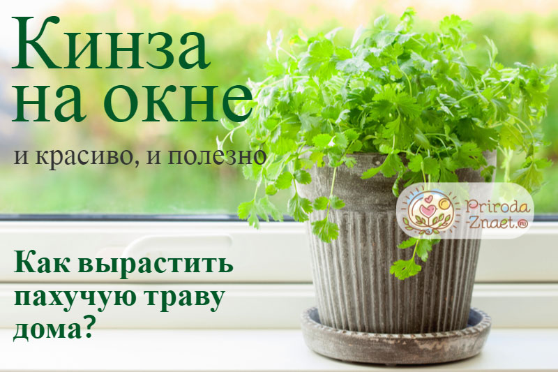 Как выращивать кинзу в домашних условиях – как вырастить кориандр на подоконнике?