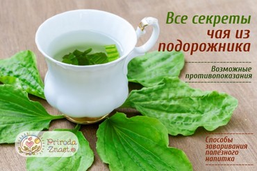 Чай из подорожника