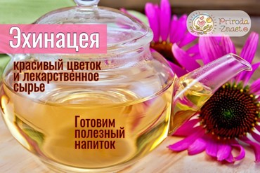 Чай с эхинацеей