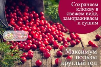 Как хранить клюкву в домашних условиях