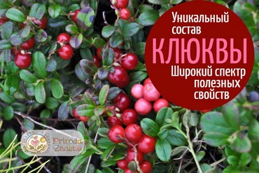 Полезные свойства и противопоказания клюквы