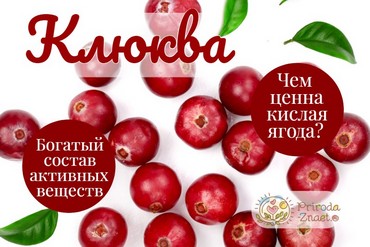 Состав клюквы