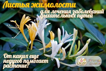 Полезные свойства листьев жимолости